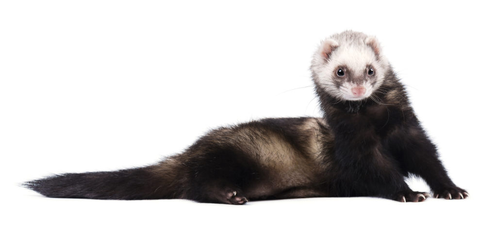 Ferret Breed