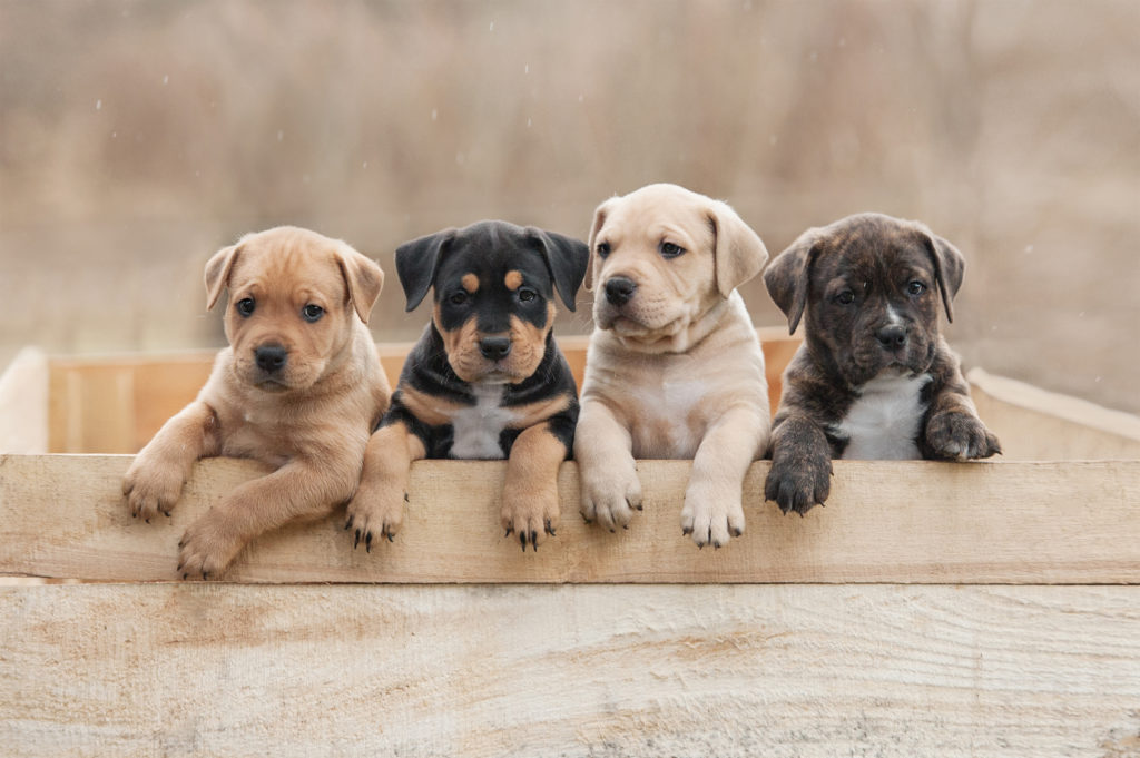 Four-American-Stafforshire-Terrier-Puppies