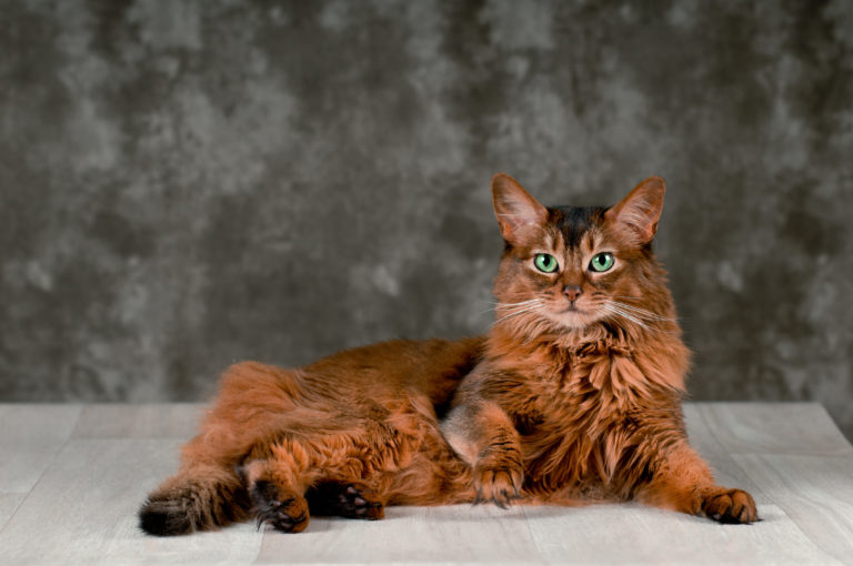 Somali Cat Breed