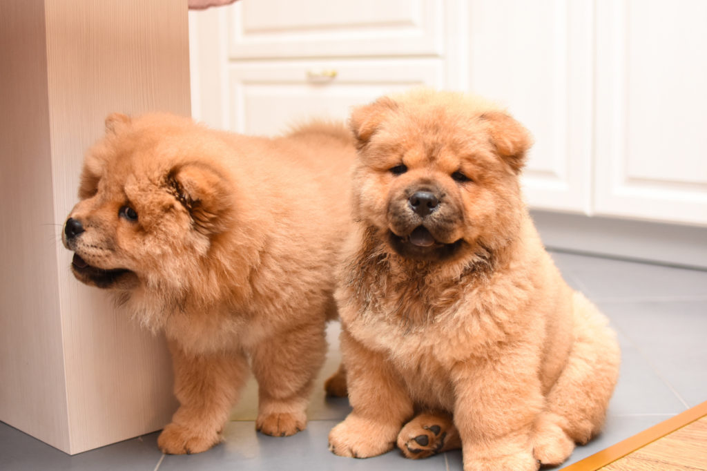 world's biggest chow chow