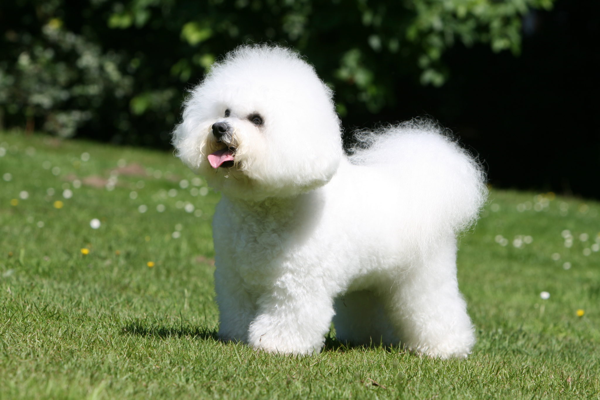 Bichon Frise Zooplus Magazine Ie