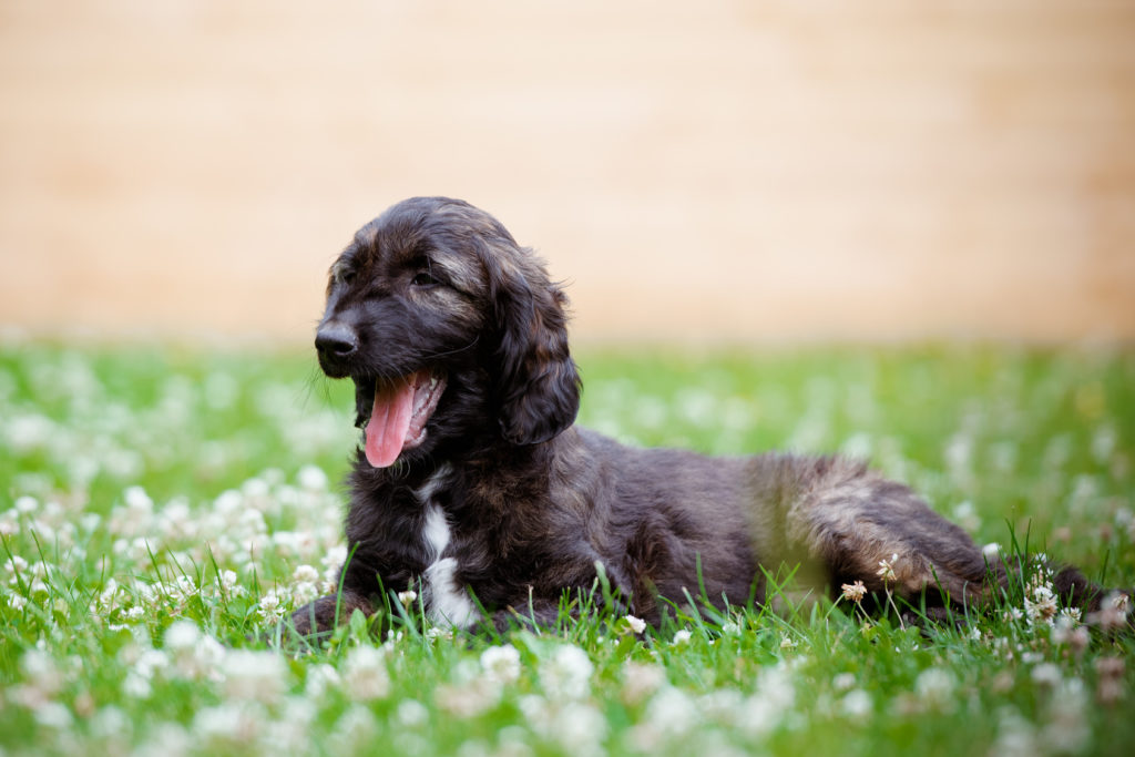 afghan hound puppy