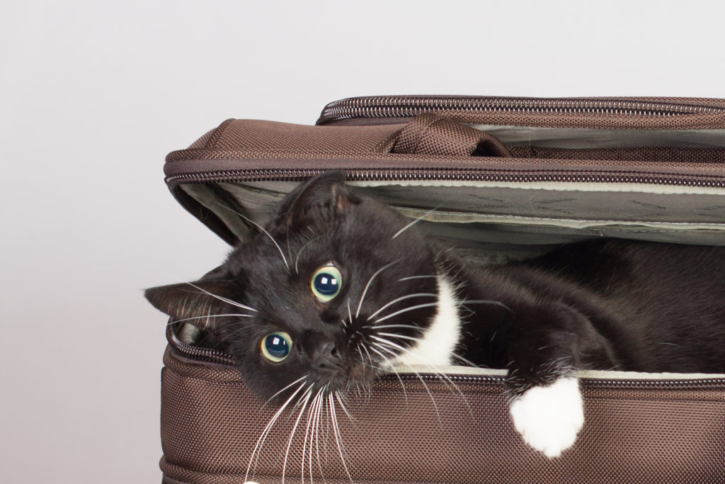 Cat in a Suitcase Cat in a Suitcase