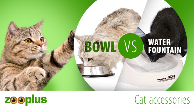 Cat bowl VS fountain