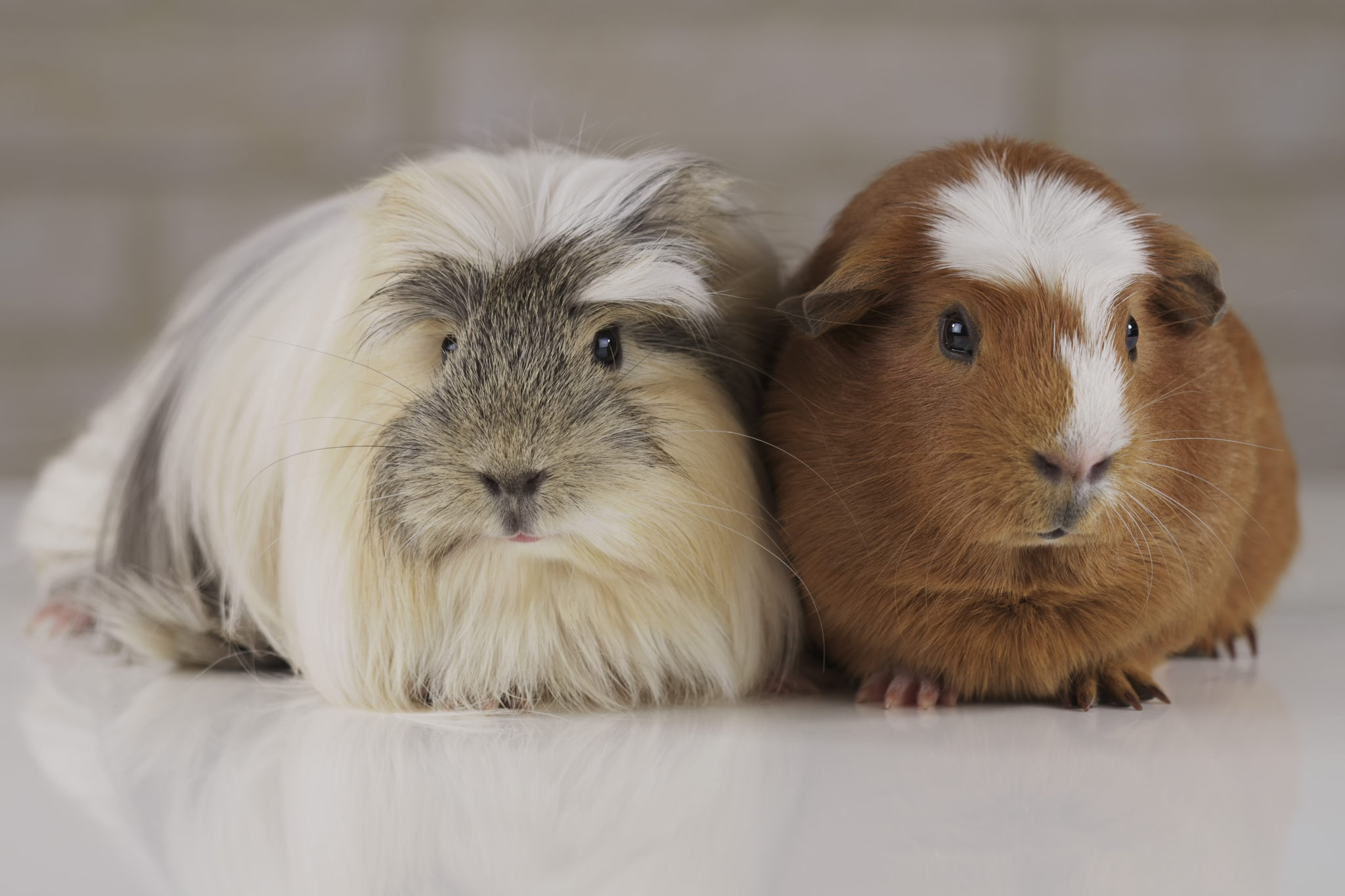 american teddy guinea pig