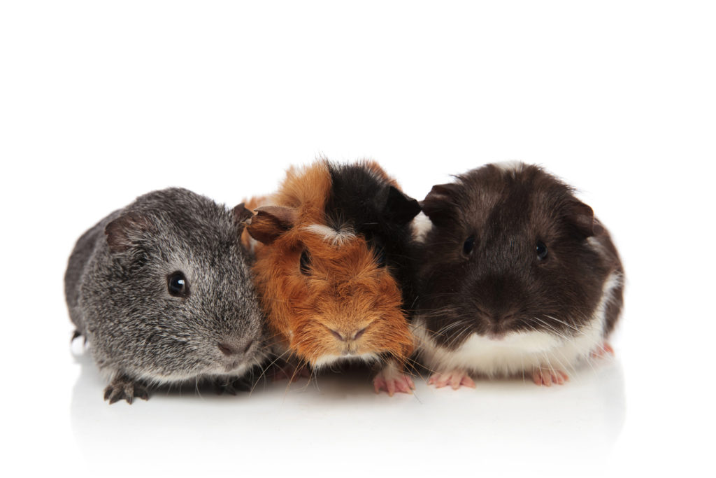 Guinea Pigs