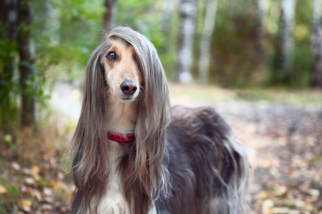Afghan hound long hair