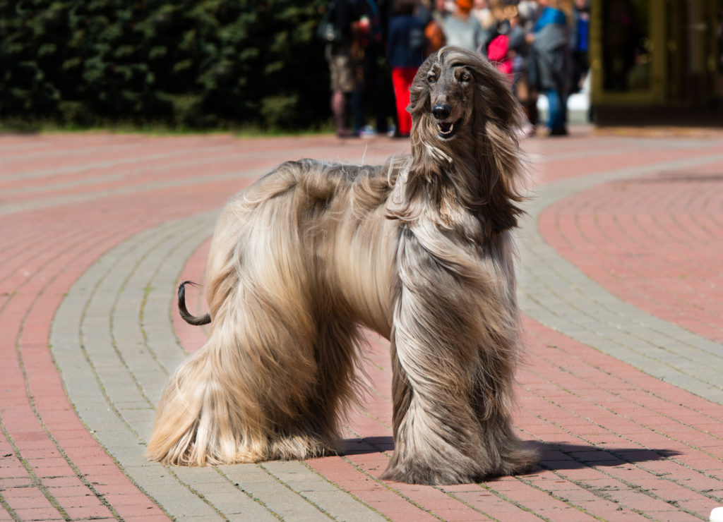 Afghan Hound Outside