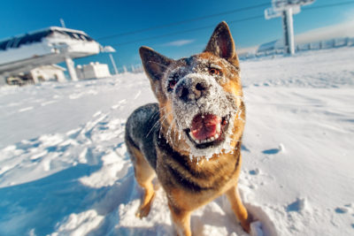 Dog Grooming in Winter | zooplus Magazine Ireland