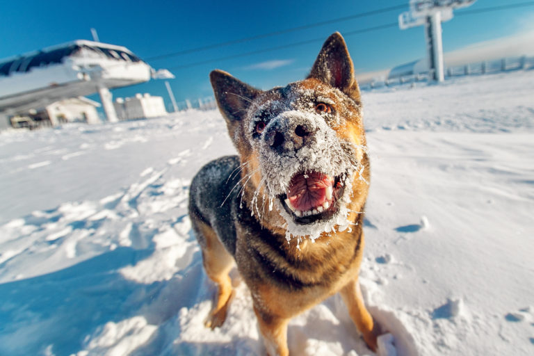 Dog grooming in winter