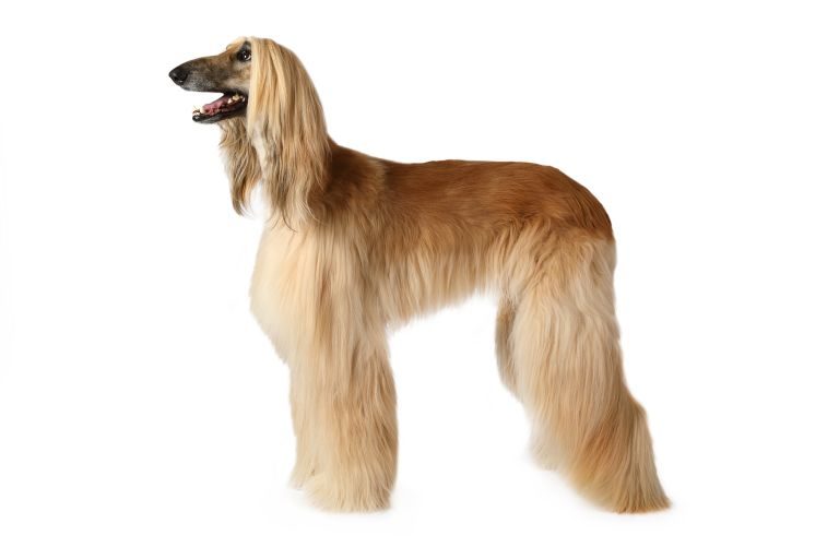 Afghan hound dog breed