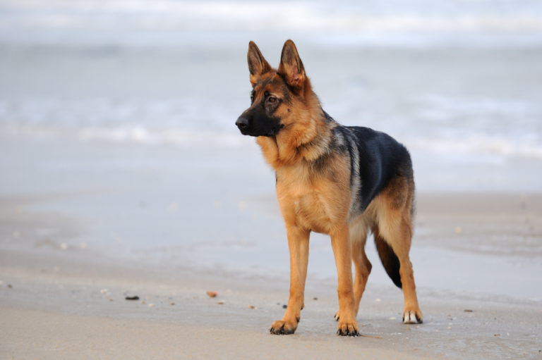 German shepherd