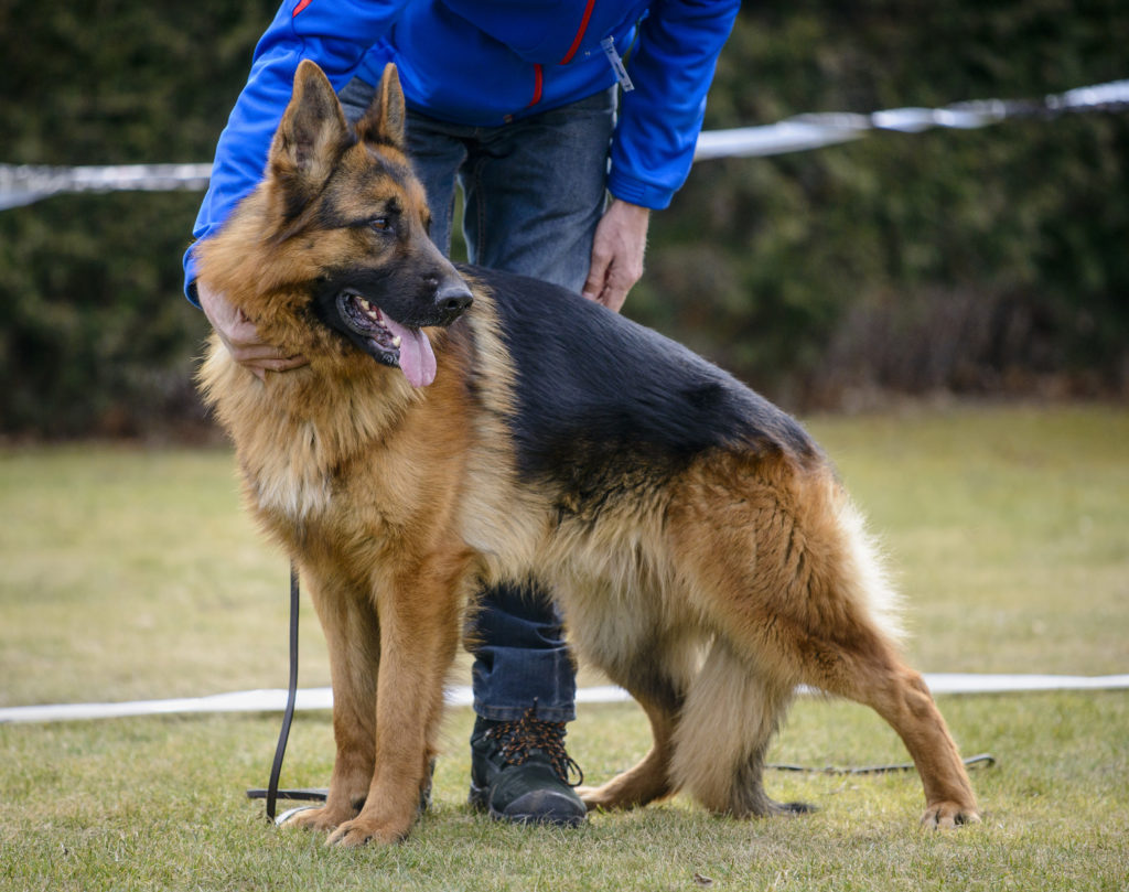 German shepherd training at dog school