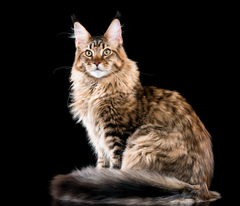 Quicksilver Maine Coon In A Black Silver Classic Tabby And White Color ...