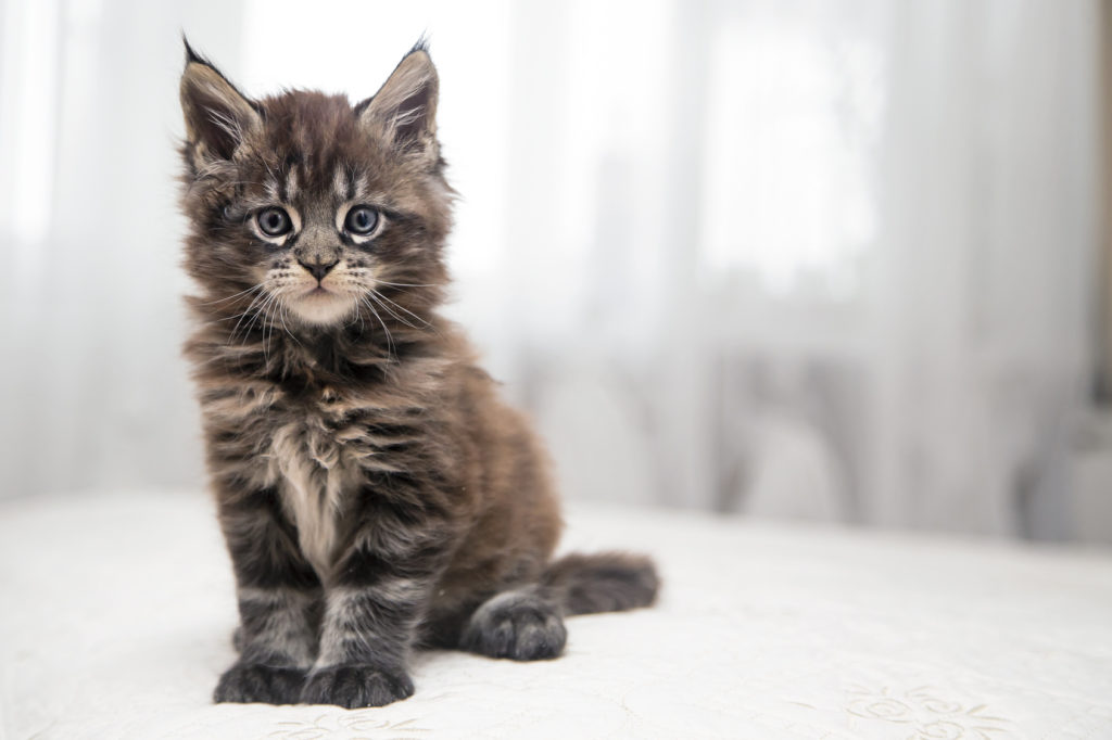 maine coon cute kitten