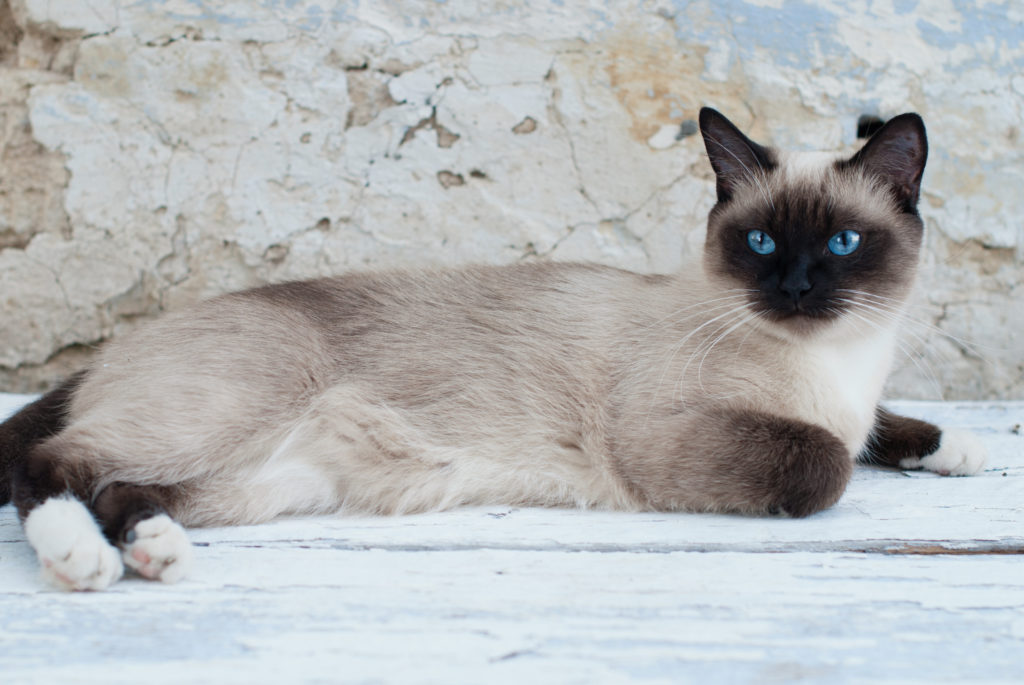 Siamese Zooplus Magazine Ireland