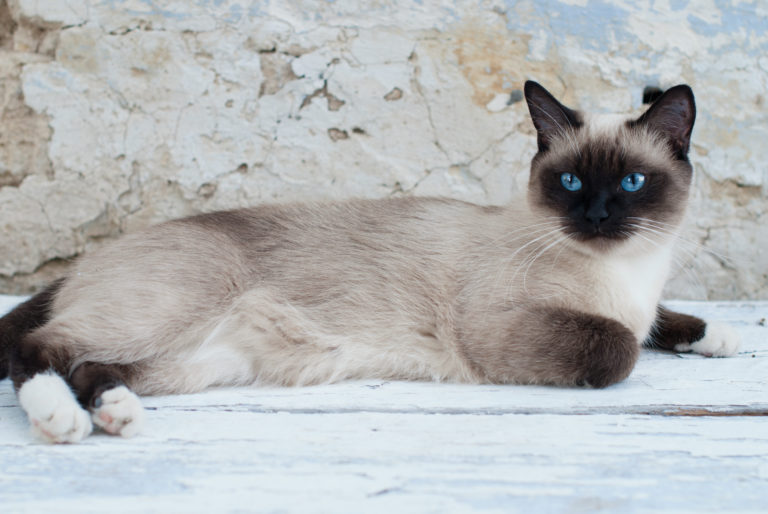 buy siamese cat ireland