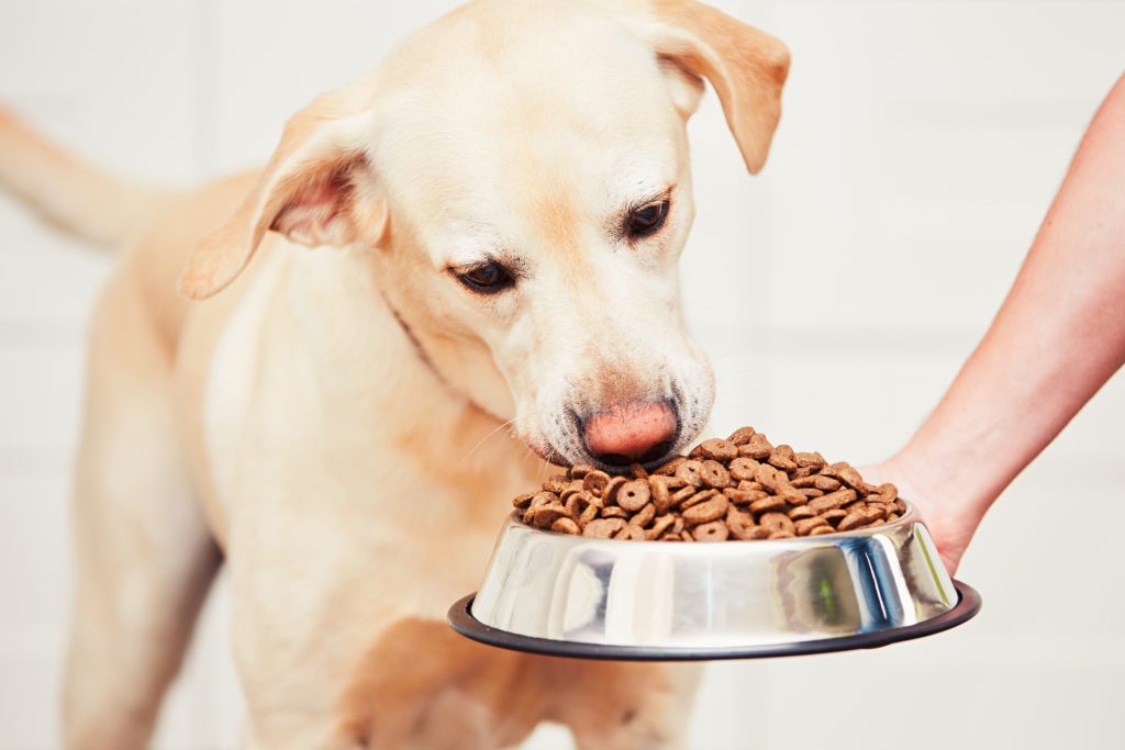 Dogs with Diabetes The Right Food zooplus Magazine