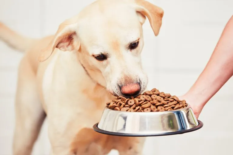 Diabetes dog