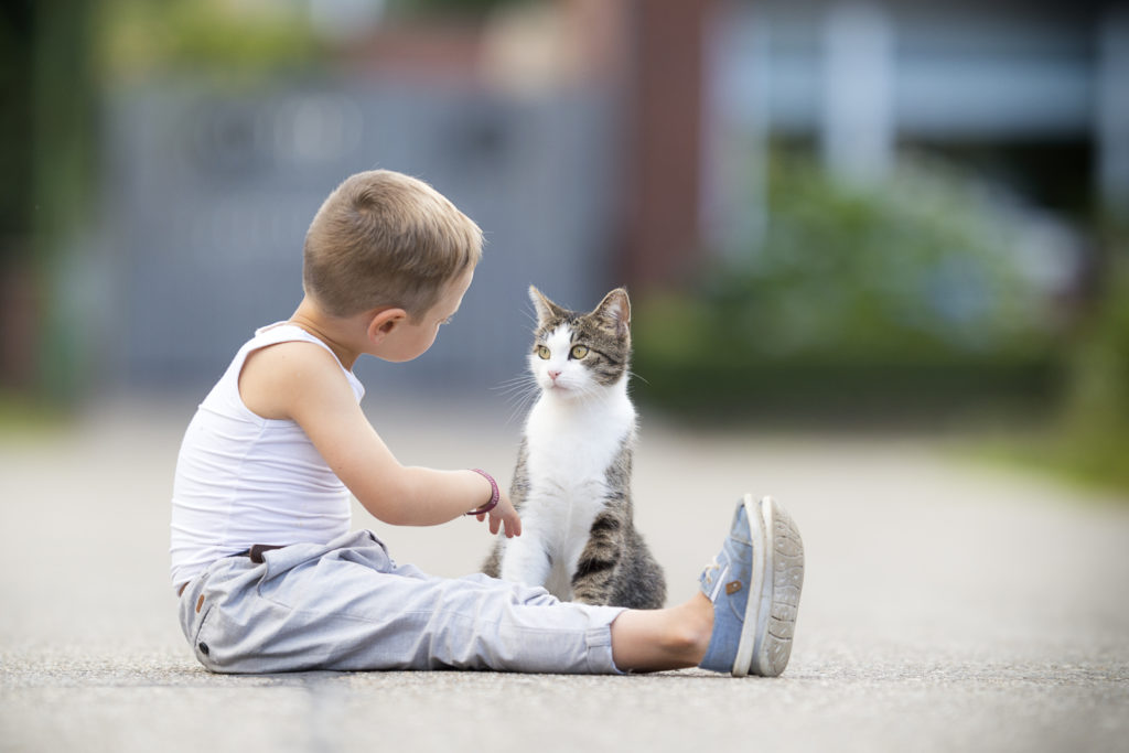 Cat playing with child