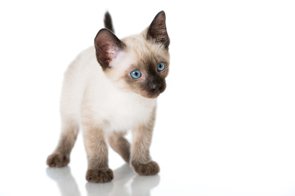 Small siamese best sale cat