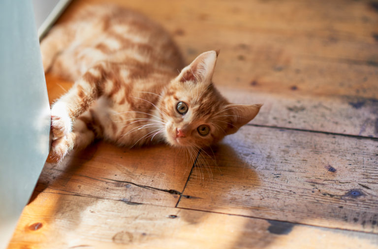 Laser Pointer for Cats