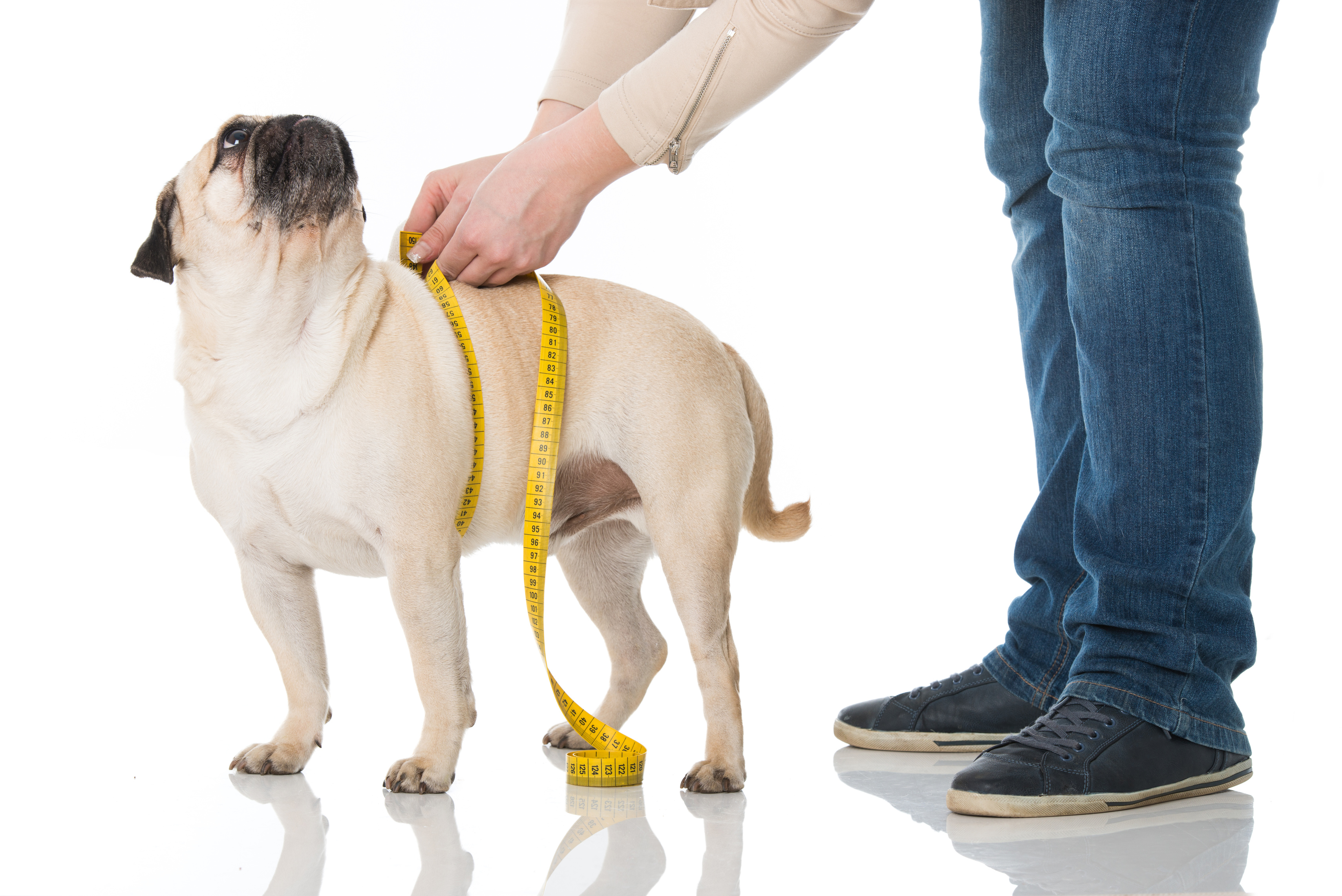 Best diet best sale for overweight dog