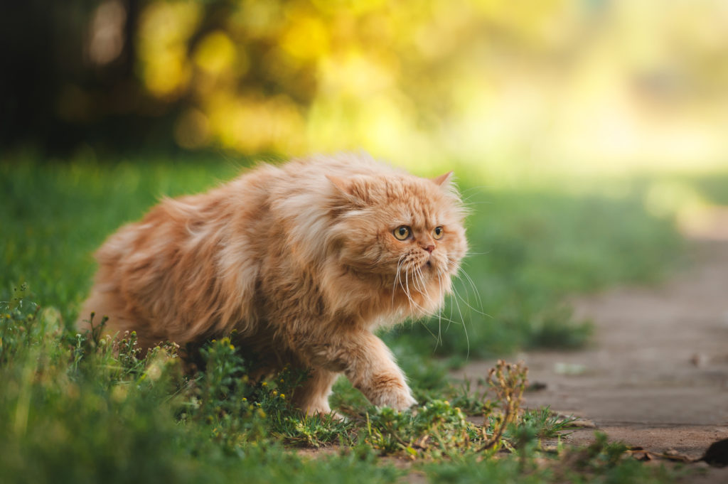 Persian Cat Grass