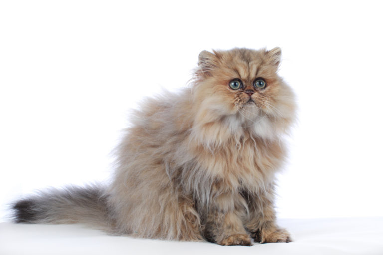 Golden shaded persian cat