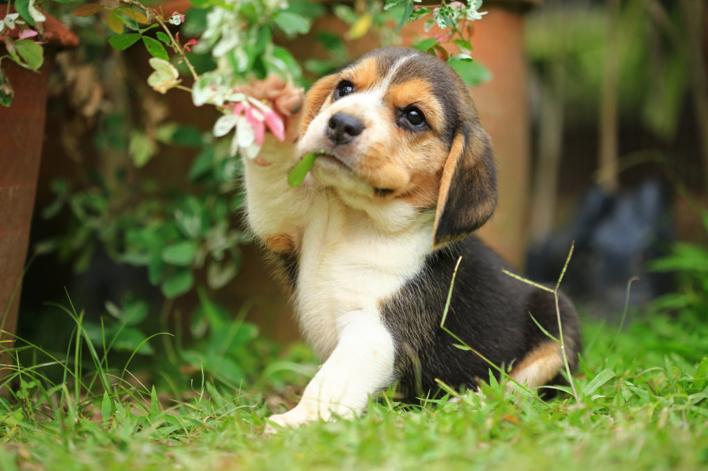 Beagle Puppy with flowers