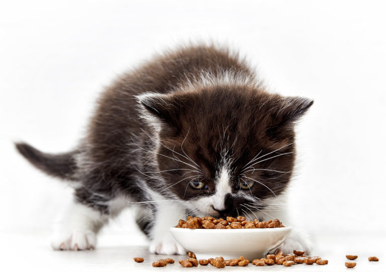 kitten and cat food