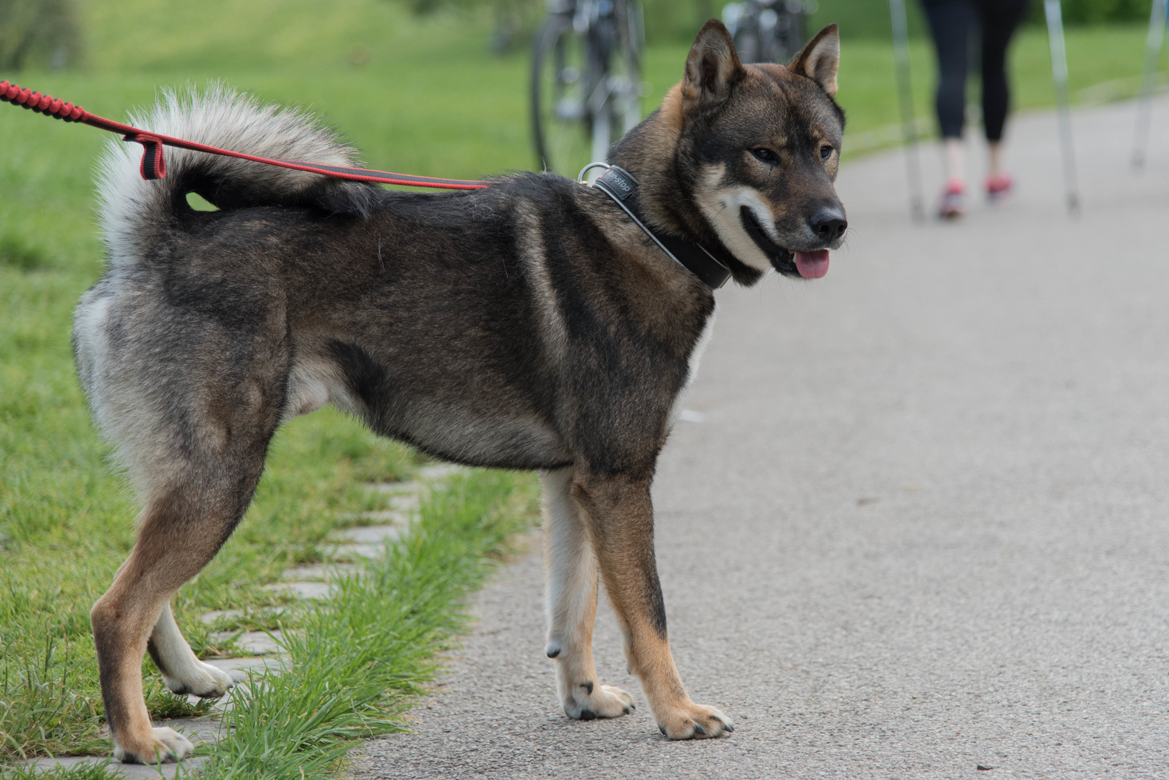 what is the shikoku dog