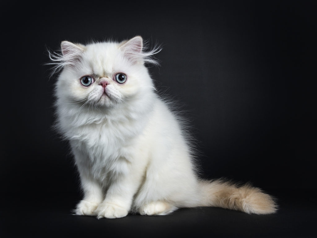 persian kitten