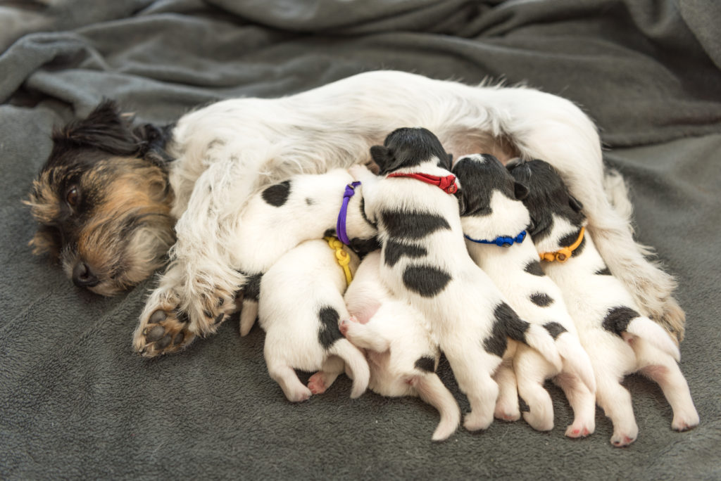 mother dog breastfeeding babies