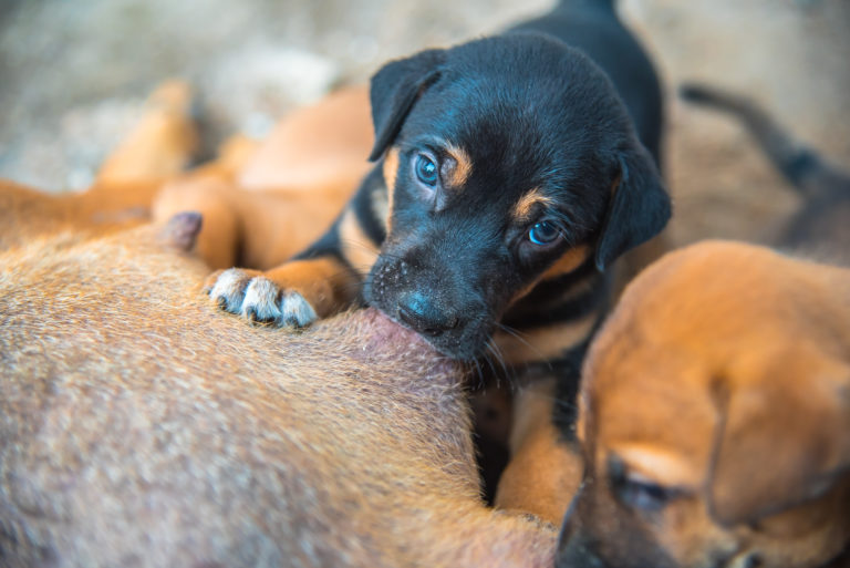 Brown and black newborn puppies sucking milk from bitch