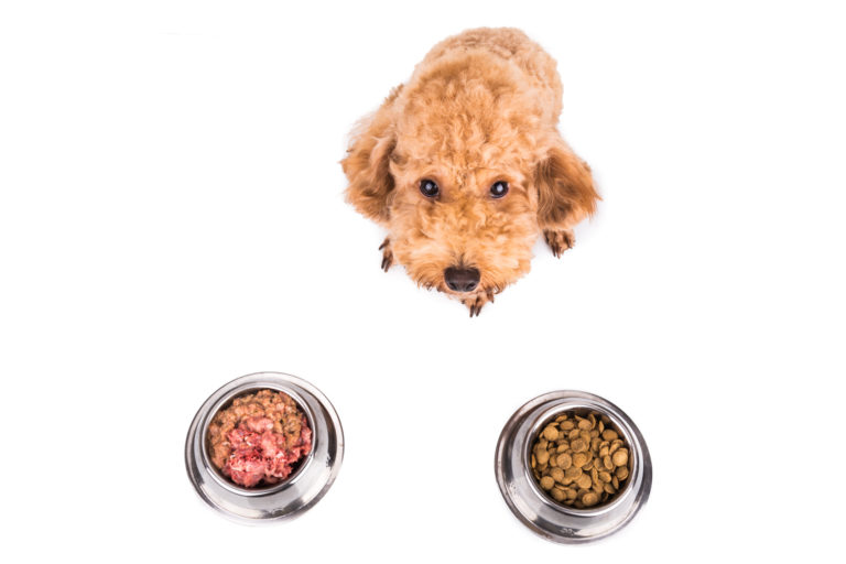 Cutest poodle dog choosing between dry dog food and raw dog food