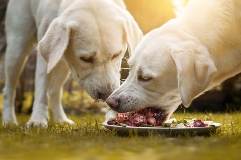 BARF or Conventional Dog Food? zooplus Magazine