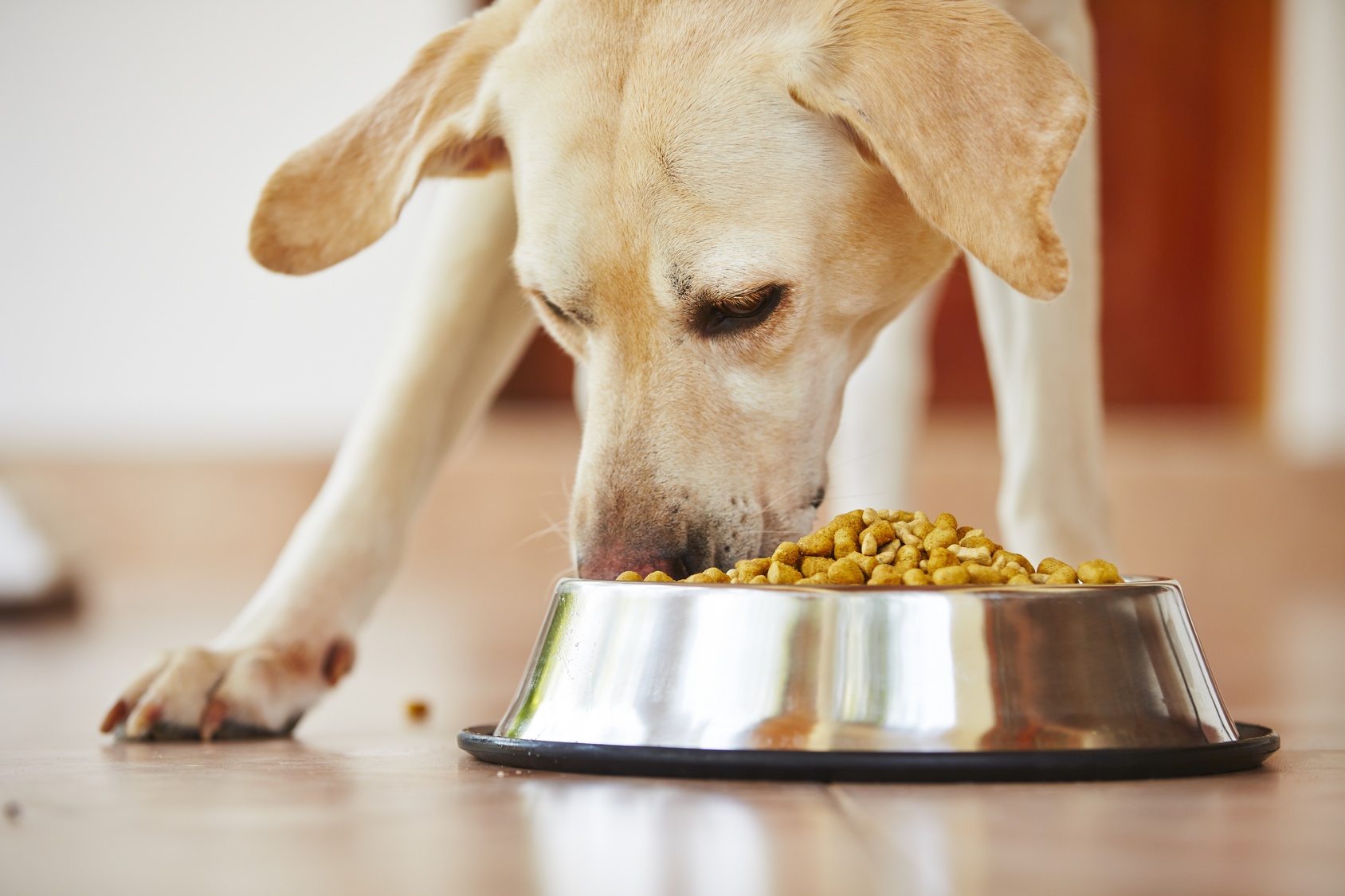 Dog eats dry food