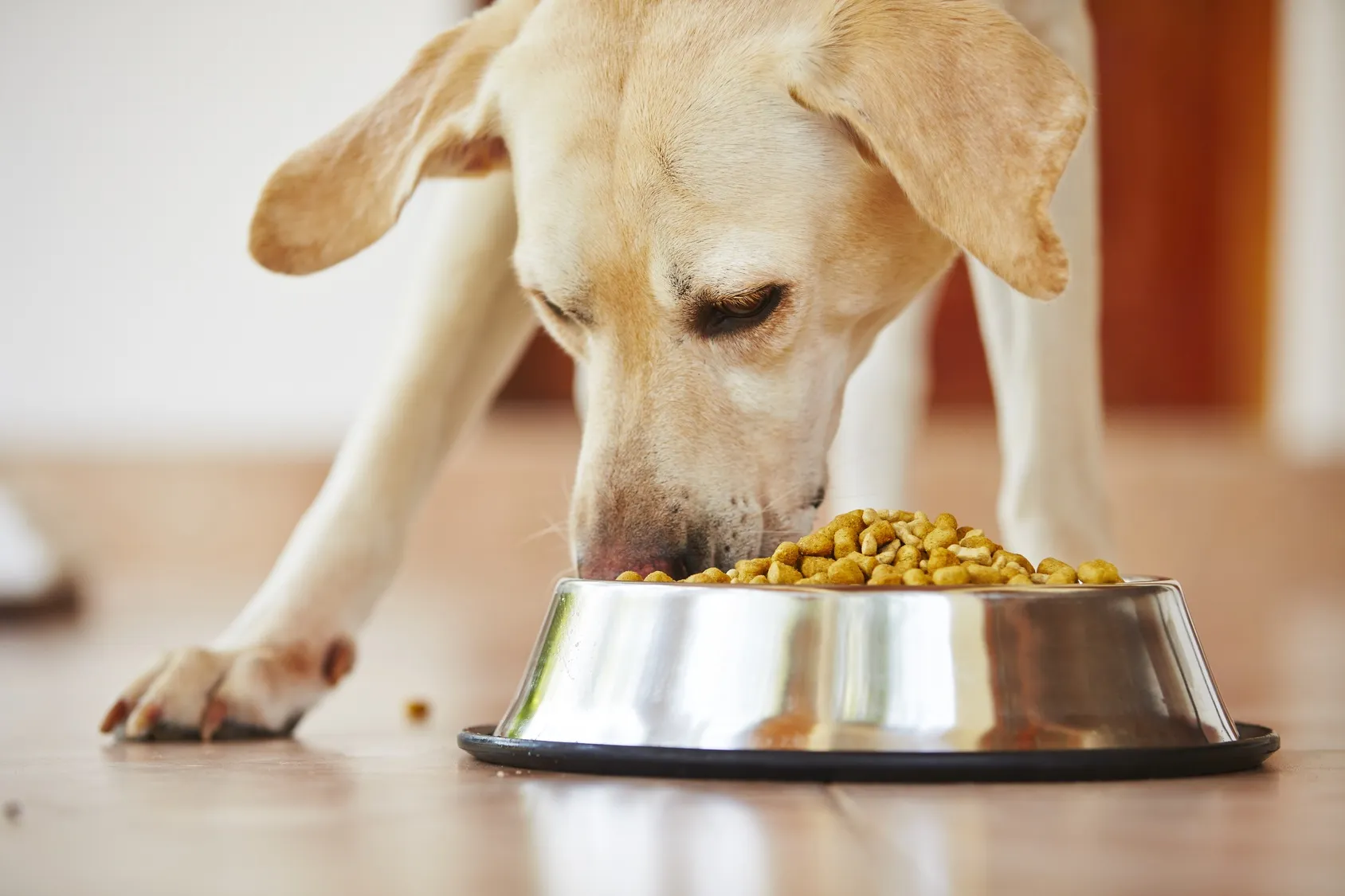 Dog eats dry food