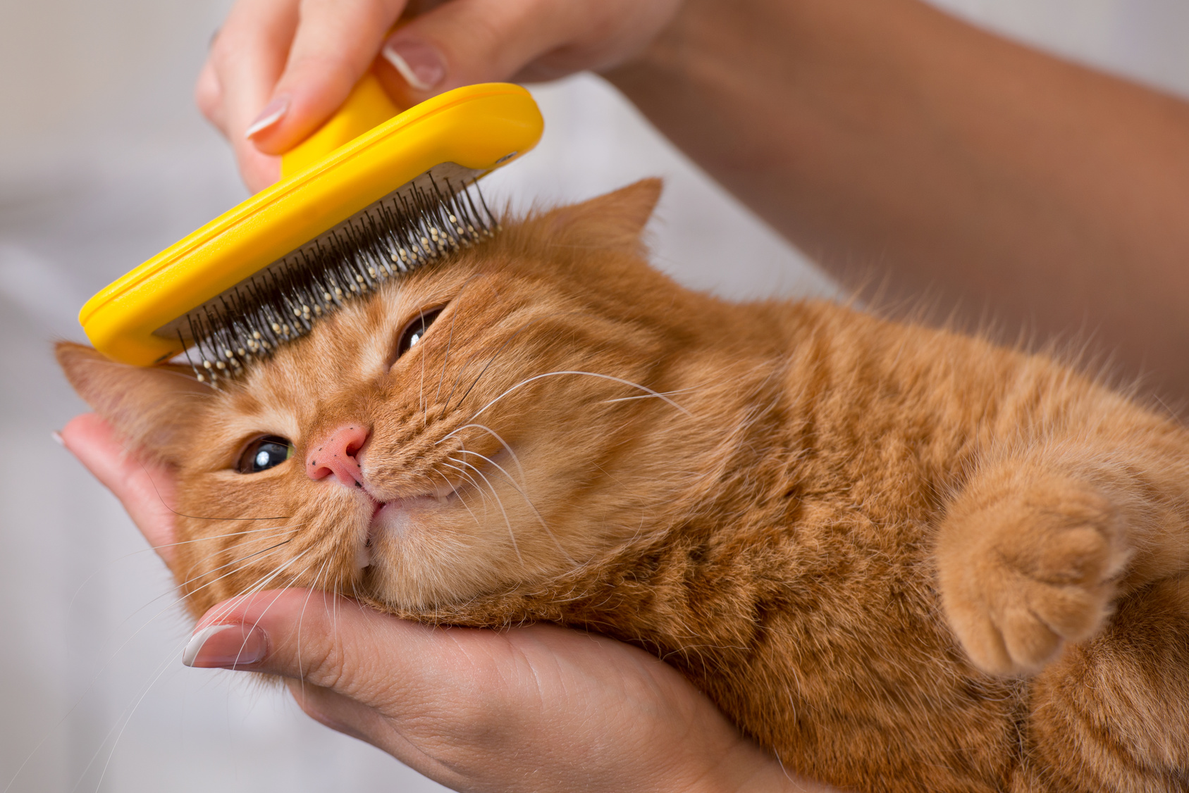 Woman brushing her cat