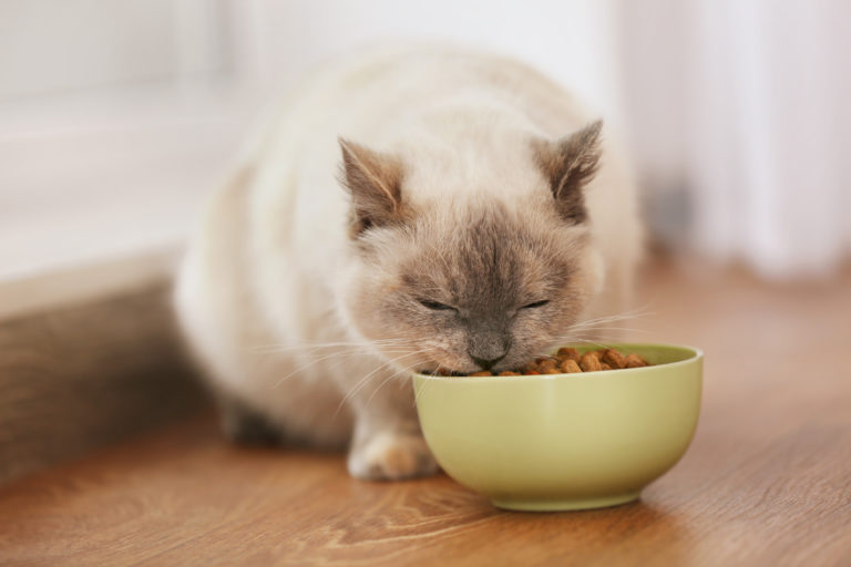 Cute kitten eating deals