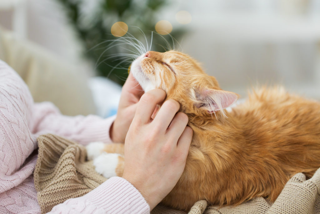 Ginger cat purring
