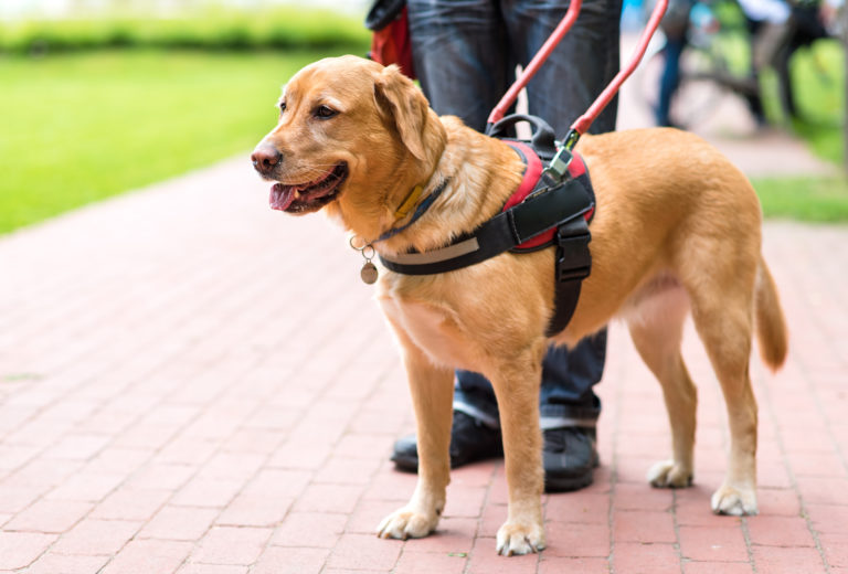 Guide dog is helping a blind man golden retriever blindenhund
