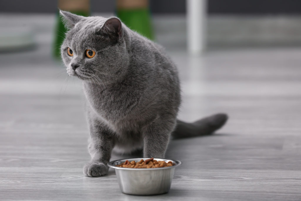 Indoor cat eating cat food