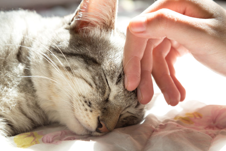 petting kitten petting kitten