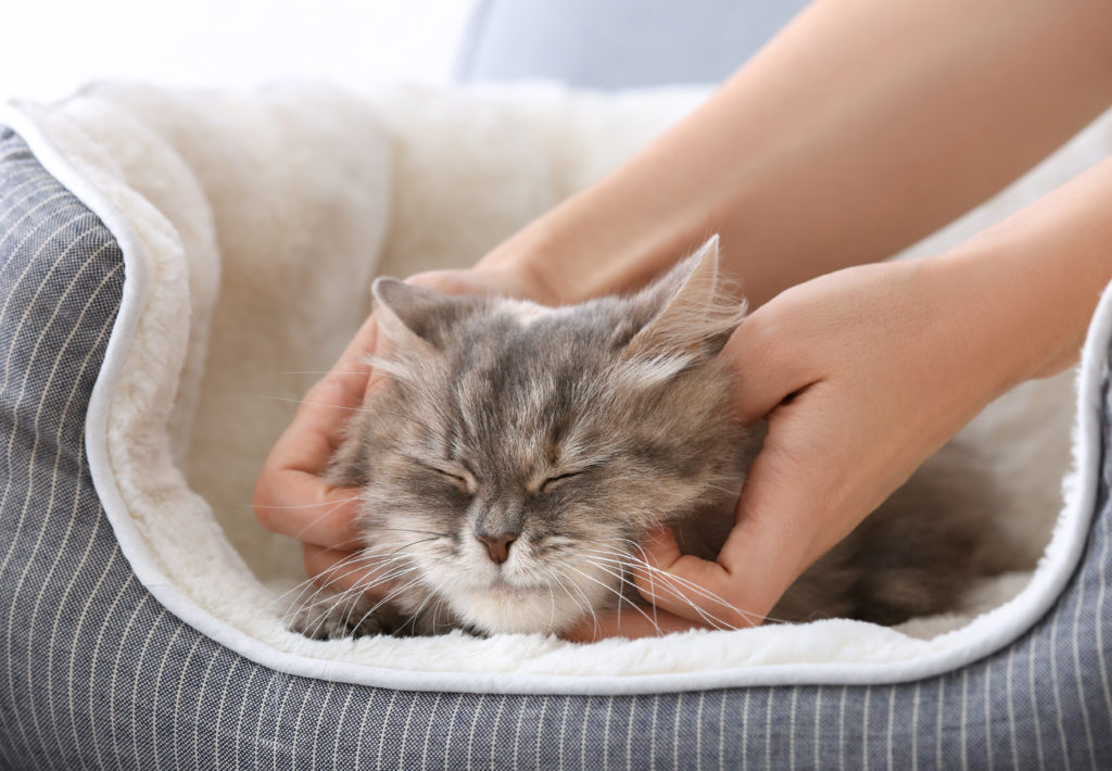 Kitten cuddles purring