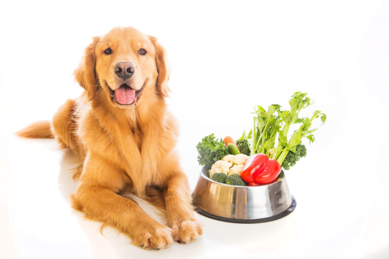 Vegetarian dog food – vegan dog food Vegetarian dog food - vegan dog food