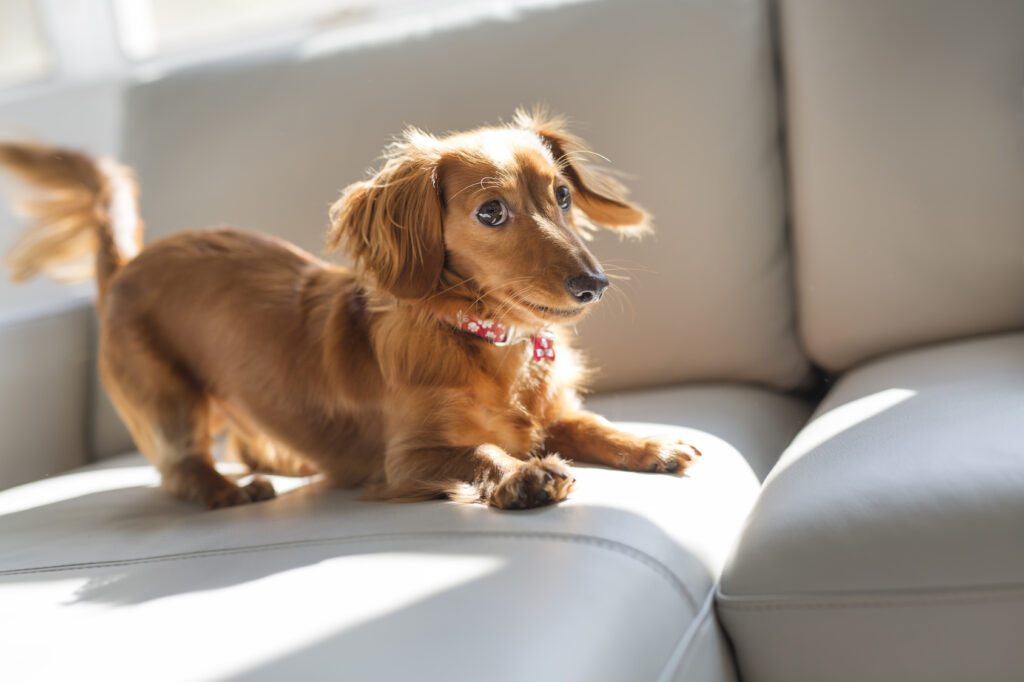 Happy Dachshund