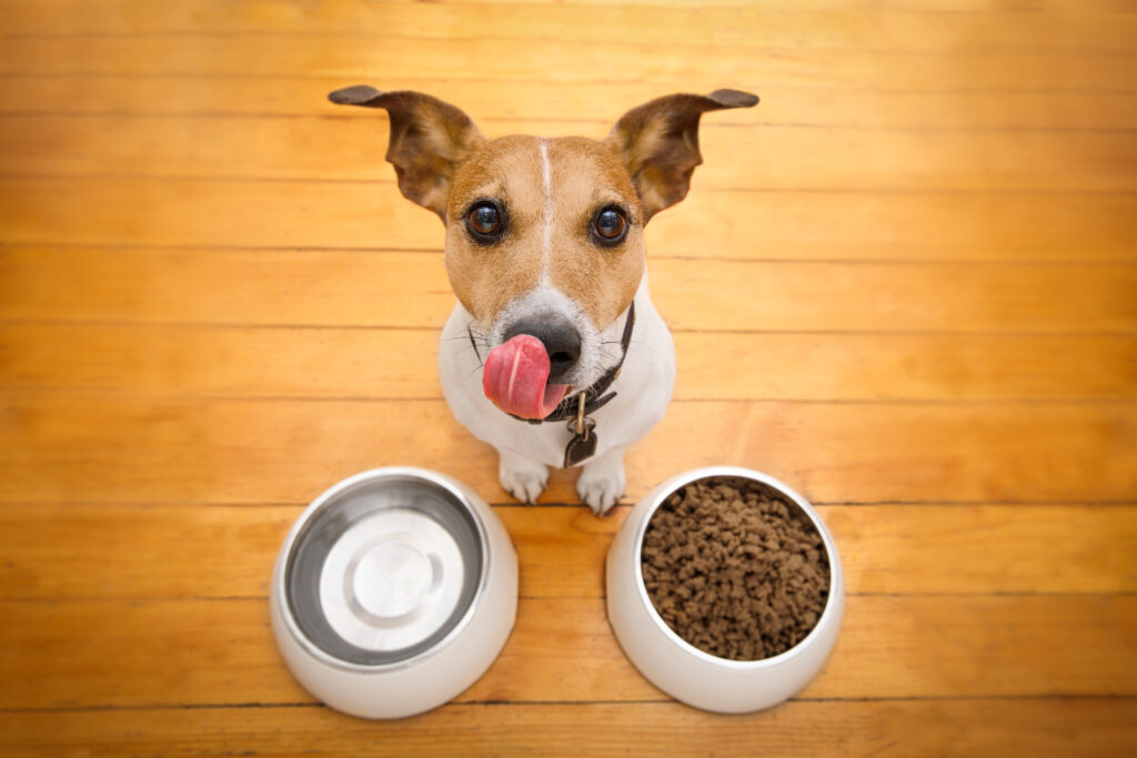 hungry dog bowl – jack russell hungry dog bowl - jack russell