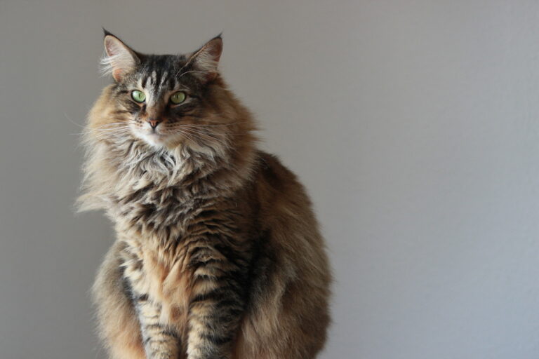 Norwegian Forest Cat Big Fluffy